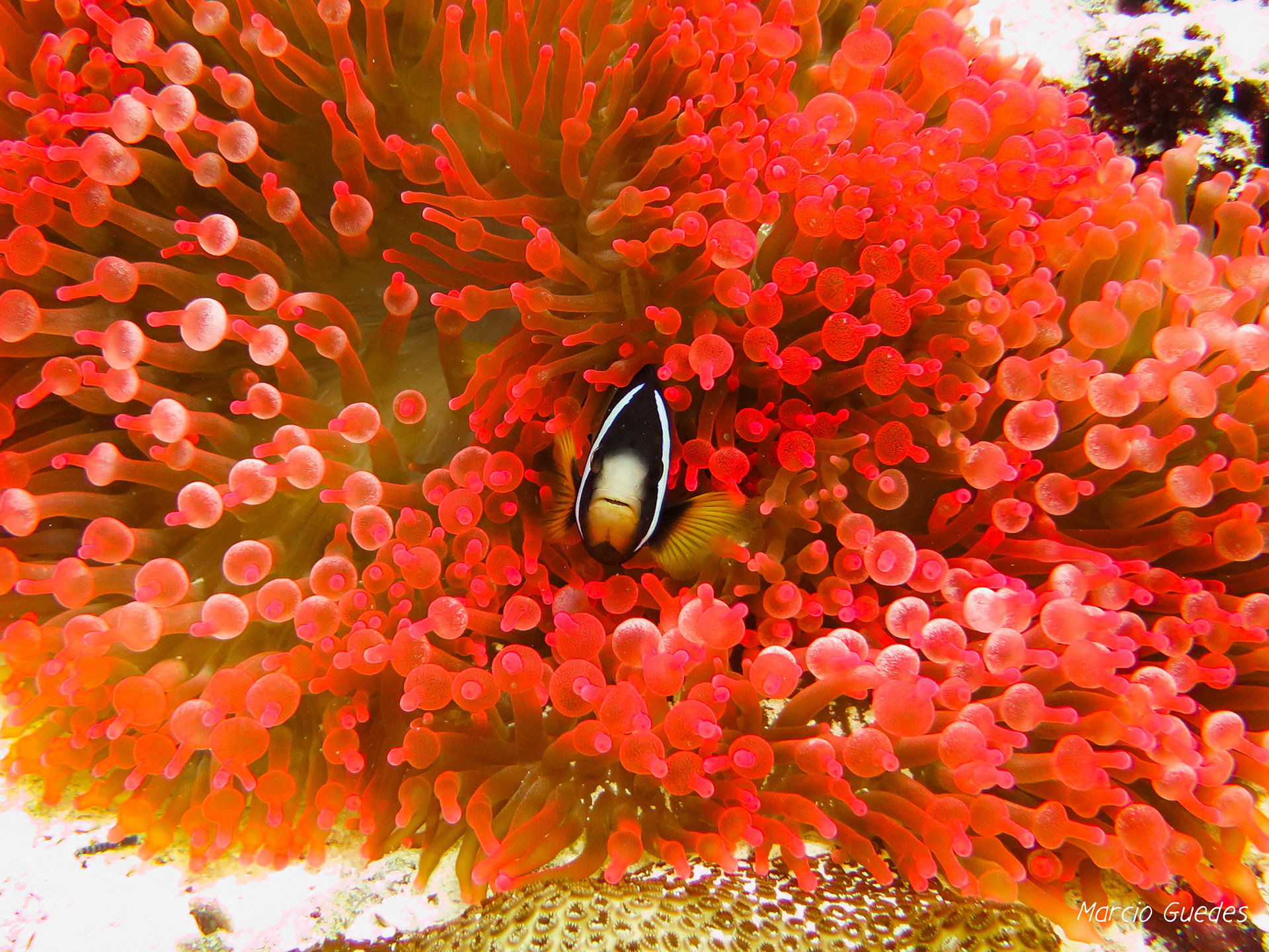 Maldivas – Janeiro 2020